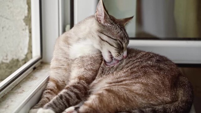 Portrait of an tabby-point cat with blue eyes washing itself on a window sill
