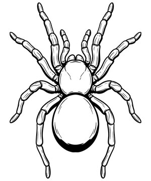 Tarantula spider black and white line art for tattoo and logo