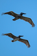 Fototapeta premium A pair of Brown Pelicans flying in formation with blue sky in background; portrait orientation.