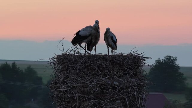 Young white storks waiting in a nest at sunset in a rural village in Poland. Juvenile storks expecting food insummer breeding season against warm evening light.Storks in a nest in the countryside