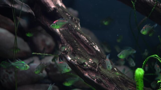 Small green tetra school around driftwood in dim aquarium light, rocky substrate and trailing plants, peaceful schooling motion, closeup on shimmering scales and tiny fins