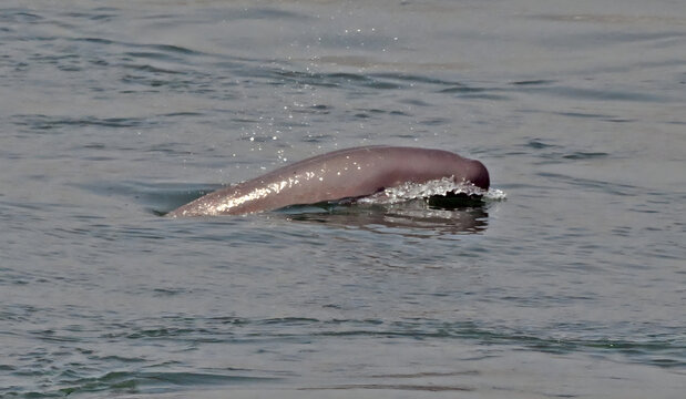 Finless Porpoise Playing in Waves at Gezhouba Dam Downstream