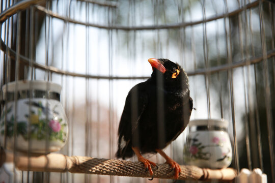 Black Bird Staring Out from Metal Birdcage