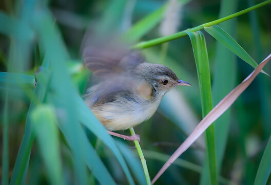 Warbler Catching Insects on Colored Marsh Reeds