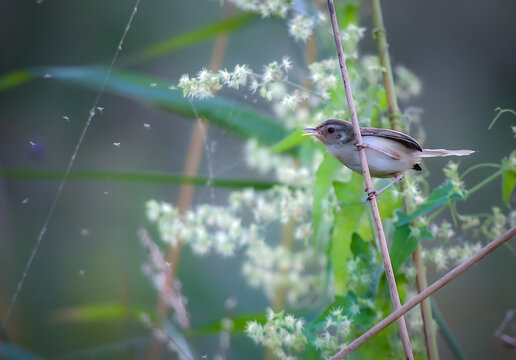 Warbler Catching Insects Among Flowering Mountain Bushes