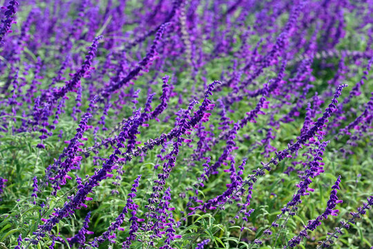 Purple Sage Flowers in Bloom - Natural Garden Landscape