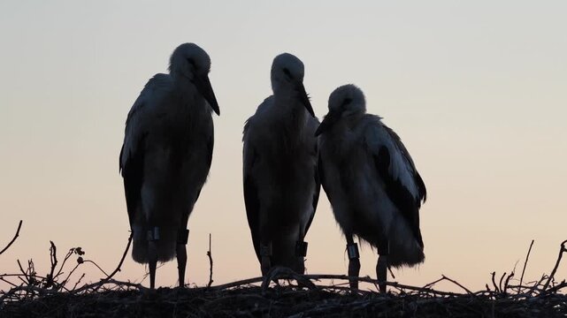 Young white storks waiting in a nest at sunset in a rural village in Poland. Juvenile storks expecting food insummer breeding season against warm evening light.Storks in a nest in the countryside