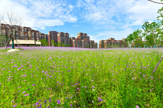 Purple Verbena Blooms in Urban Park with City Skyline