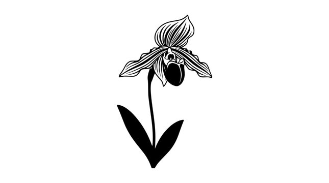 Elegant Lady Slipper Orchid illustration, delicate botanical drawing on white background