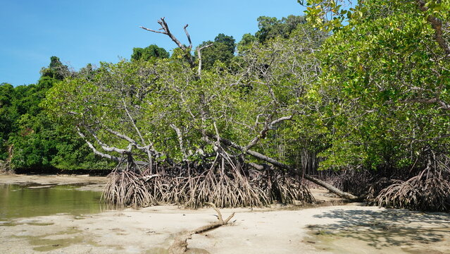Outdoor photography captures Rhizophora mangle also named Red Mangrove in nature. Deep depth of field preserves crisp details from exposed stilt roots to dense green canopy behind.