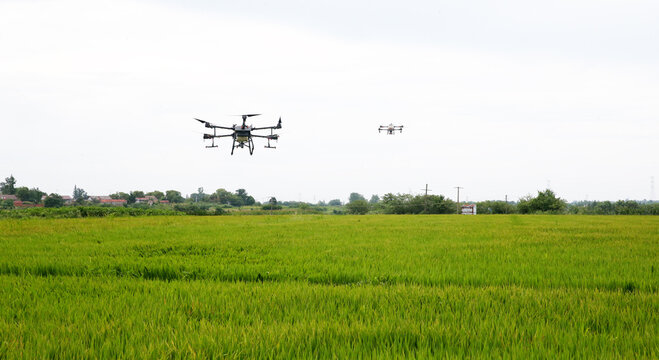 Agricultural Drones Spraying Crops in Green Rice Field