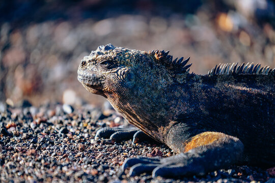 Marine iguanas basking by the sea