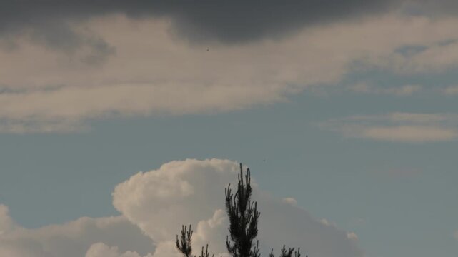 Layered white and gray clouds above pine treetops with small birds flying in the distance