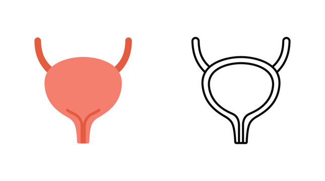 Human urinary bladder illustration colored and outlined on a white background