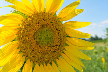 Naklejka premium A Vibrant Close Up View of a Beautiful Sunflower Blooming Under a Bright Sunny Blue Summer Sky