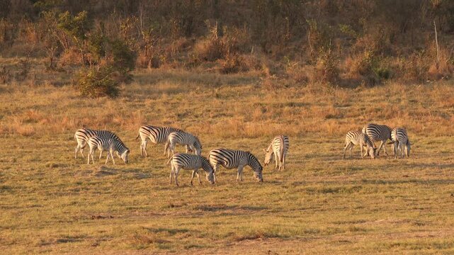 zebra grazing at sunset, Zambezi National Park, Zimbabwe, Africa