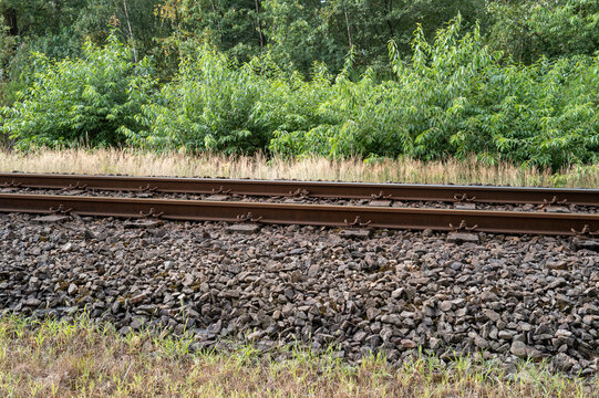 Railway tracks alongside greenery in a forested area during daytime