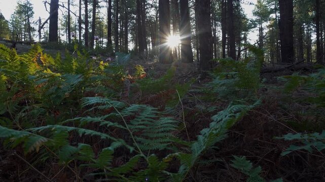 The morning sun over a patch of lush ferns in a pristine forest
