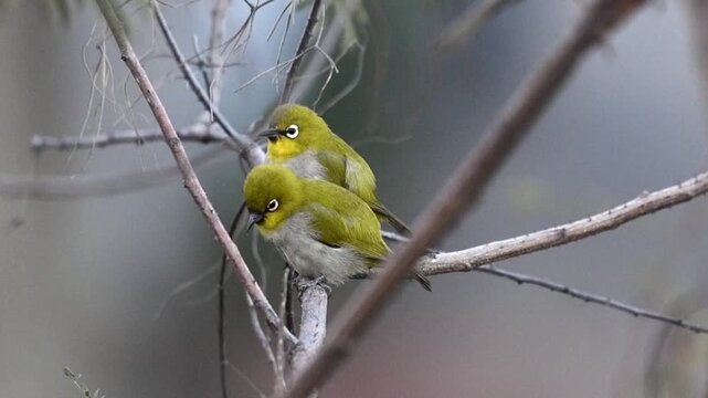 Two Indian White-eye Birds Perched Together on Bare Branches