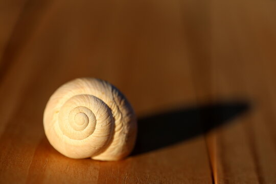 Single spiral snail shell casting a long shadow on a wooden surface in warm evening light.