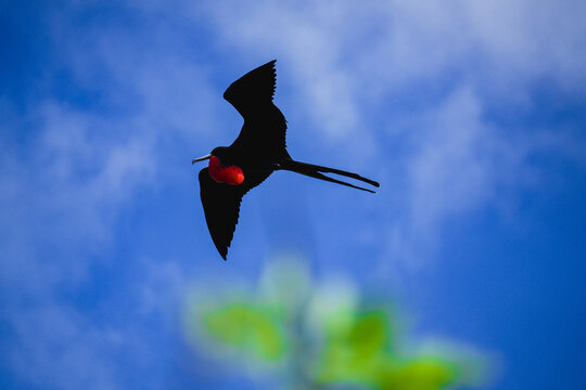 The frigatebirds of the Gal&aacute;pagos have red gular sacs