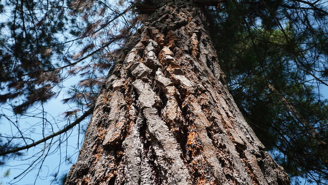 Upward view captures deeply fissured trunk of Pinus merkusii, commonly named Merkus pine tree.