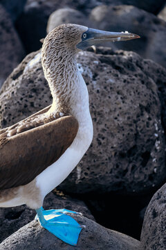 Charming and comical blue-footed boobies