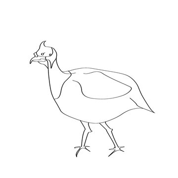Line art illustration of guineafowl bird isolated on transparent background
