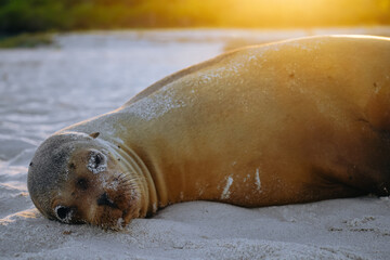 Naklejka premium A sleeping sea lion on the beach