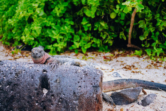 A type of marine iguana with red and green markings
