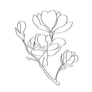 Line art illustration of magnolia flower branch isolated on transparent background
