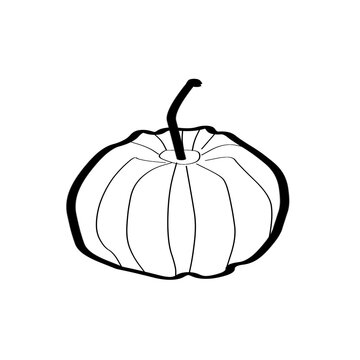 Line art illustration of pumpkin vegetable isolated on transparent background
