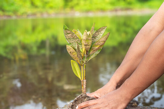 Planting mangrove tree seedling for marine ecosystem preservation