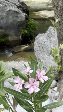 A stunning macro perspective of wild pink oleander petals glowing softly under the natural summer light