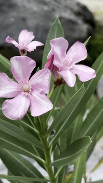Discovering the stunning botanical elegance of vibrant pink oleander flowers flourishing wild in the countryside