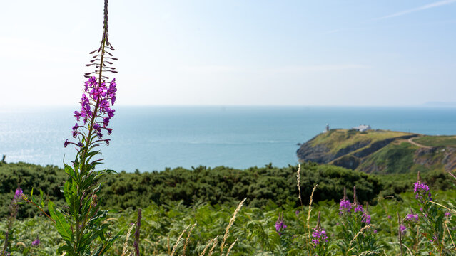 Blooming Wildflowers Overlooking the Howth Lighthouse