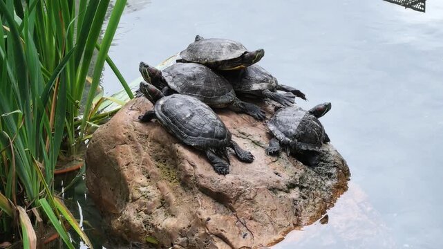 Cluster Of Turtles Resting Upon Rock July 3 2026