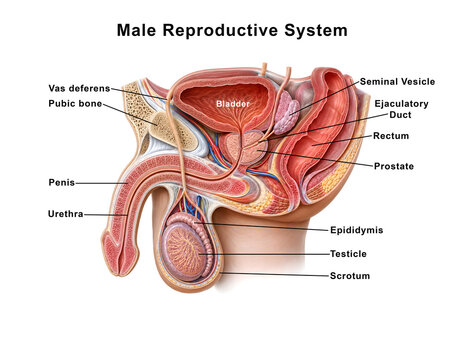 Male Human Urinary System Anatomy &ndash; 3D Medical Atlas Illustration.	

