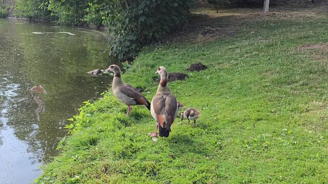 A heartwarming clip of a wild duck family walking through lush green grass in a peaceful nature setting