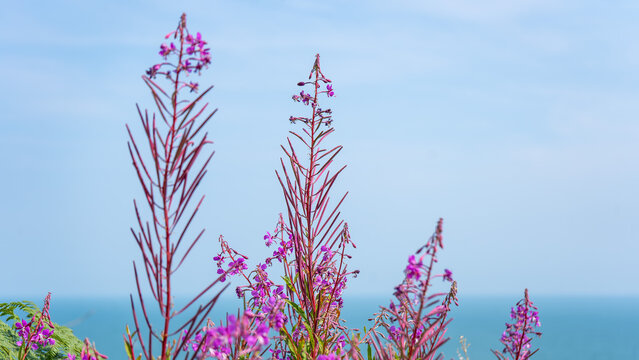 Blooming Rosebay Willowherb on Irish Coast