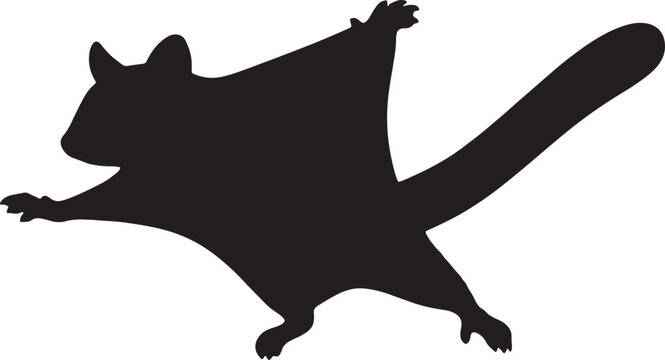 Flying sugar glider vector silhouette, black animal, wildlife, nocturnal, marsupial, pet, exotic.