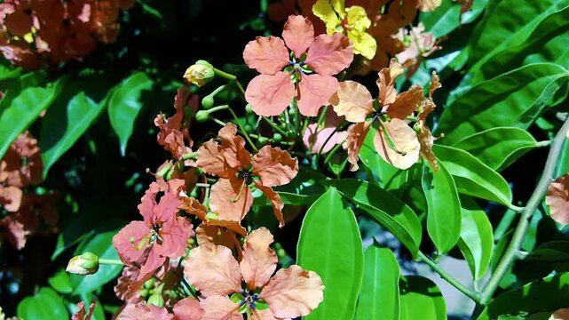 Bright orange Bauhinia galpinii flowers blooming among green leaves outdoors