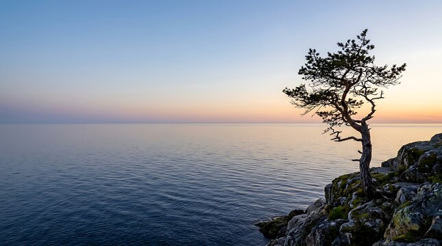 Lone pine tree on a rocky coast at sunset overlooking the calm sea