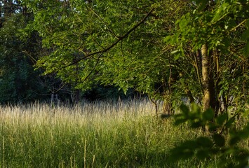 Lamspringe Lower Saxonia Germany. Long grass in evening light near the forest. © A