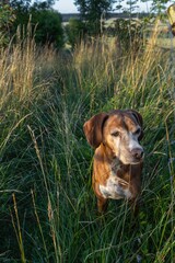 Lamspringe Lower Saxonia Germany. Dog in long grass in evening light. © A