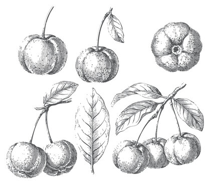 Antique botanical engraving of Surinam cherry fruit collection with pitanga berries, foliage and scientific botanical illustration isolated on white background