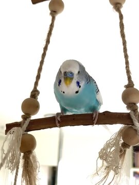oiseau domestique dansant sur son perchoir