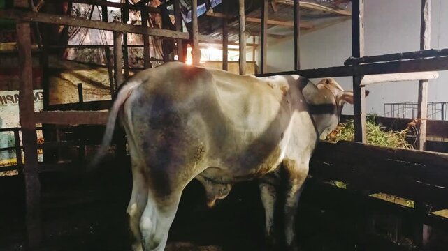 Single brown cow standing in a wooden pen at night, eating green fodder