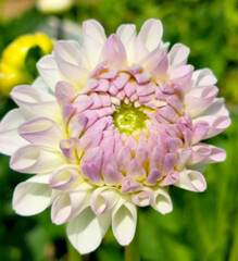 Fototapeta premium Blooming dahlia flower with soft pink and white petals on a blurry green background for wedding invitations, beauty blog banners and printable floral greeting card designs.