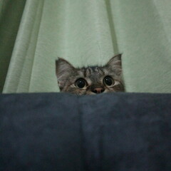 Curious Cat © like